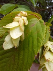 Ostrya virginiana image