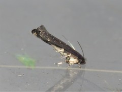 Perimede circitor