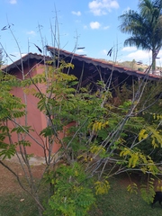 Caesalpinia pulcherrima flava