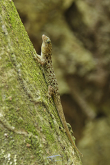 Gonatodes albogularis fuscus