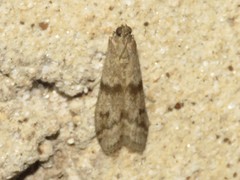 Eurythmia angulella
