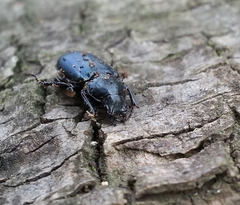 Platycerus oregonensis