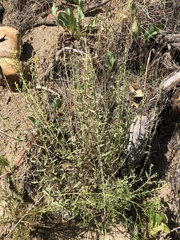 Heterotheca excelsior