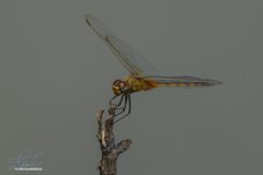 Brachymesia
