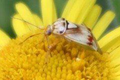 Lygus gemellatus