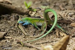 Gaige's Rainbow Lizard photo 3