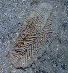 Ctenactis