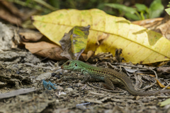 Ameiva bifrontata divisa