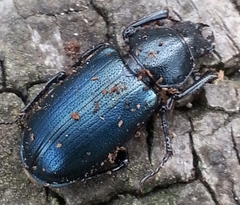 Platycerus oregonensis