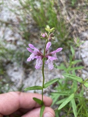 Stachys hyssopifolia
