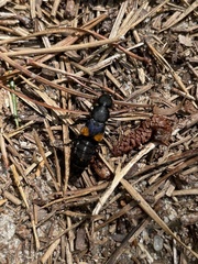 Platydracus fossator