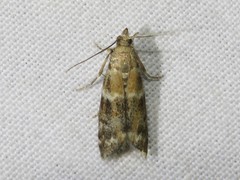 Moodna pallidostrinella