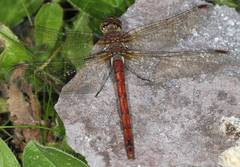Sympetrum nigrifemur