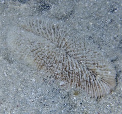 Ctenactis