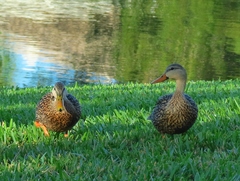 Anas platyrhynchos × fulvigula