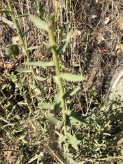 Heterotheca excelsior