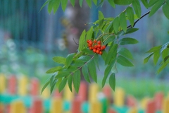 Sorbus gorodkovii