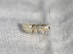 Phyllonorycter tiliacella