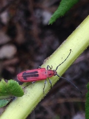 Holopleura marginata
