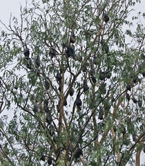 Pteropus conspicillatus