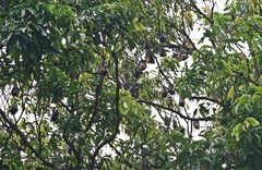 Pteropus conspicillatus