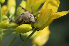 Macrodactylus mexicanus