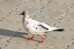 Columba livia domestica