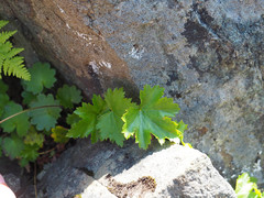 Heuchera glabra