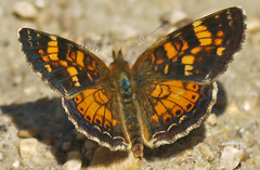 Phyciodes batesii