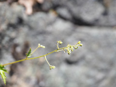 Heuchera glabra