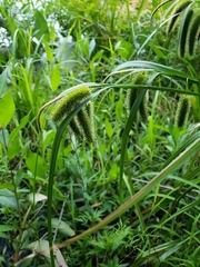 Carex pseudocyperus