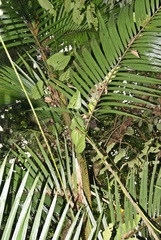 Calamus moti