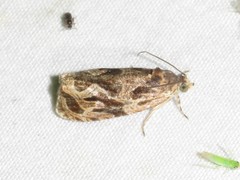 Olethreutes tilianum