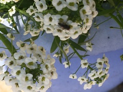 Molorchus bimaculatus