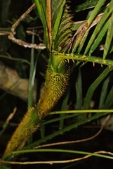 Calamus moti