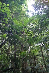Calamus moti
