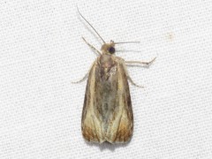 Olethreutes quadrifidum