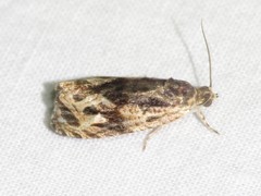 Olethreutes nigranum