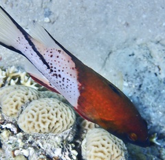 Bodianus anthioides
