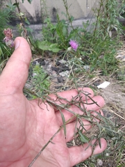 Centaurea borysthenica