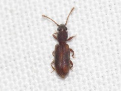 Silvanus muticus