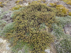 Veronica buchananii