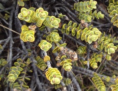Veronica buchananii