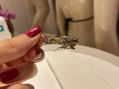 Cicada mordoganensis