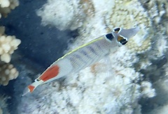 Chaetodon paucifasciatus