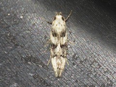 Coleotechnites atrupictella