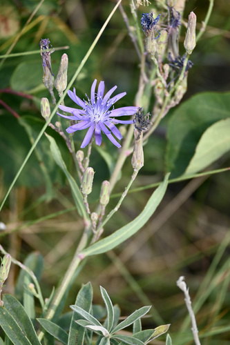 Lactuca pulchella iNat (1)