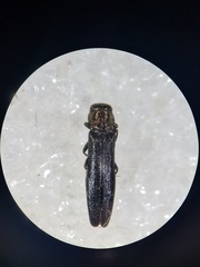 Agrilus masculinus