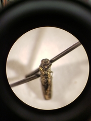 Agrilus masculinus