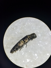 Agrilus masculinus
